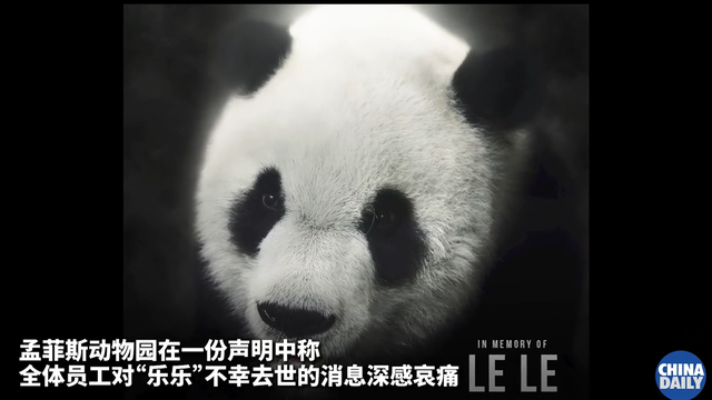 旅美大熊猫去世 中美将联合调查死因