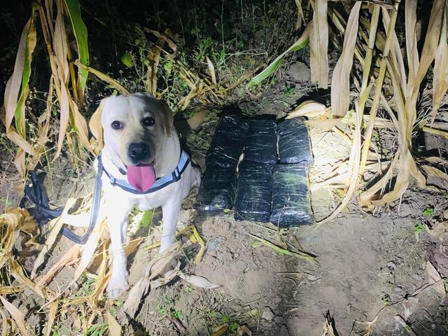 警犬搜毒超12公斤被奖励鸡腿花环