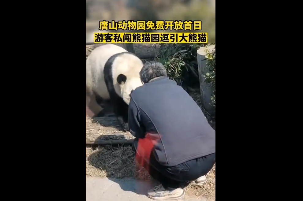 游客私自翻进园内逗大熊猫
