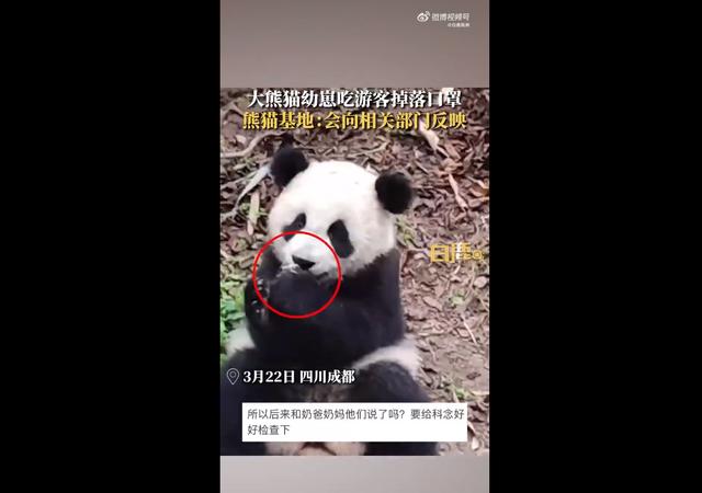 大熊猫幼崽吃游客掉落口罩