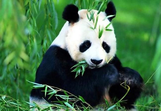 panda是什么意思