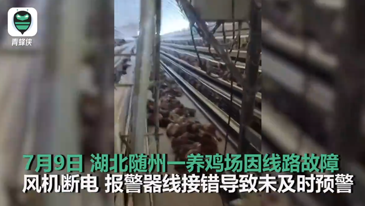 高温天断电未及时预警 鸡笼成蒸笼热死4000只鸡