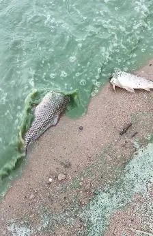 徐州一湖水质呈绿色出现死鱼