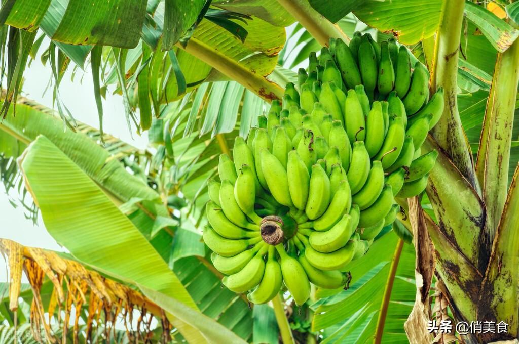 芭蕉和香蕉有什么区别（芭蕉与香蕉的功效营养差别大吗）-第4张图片