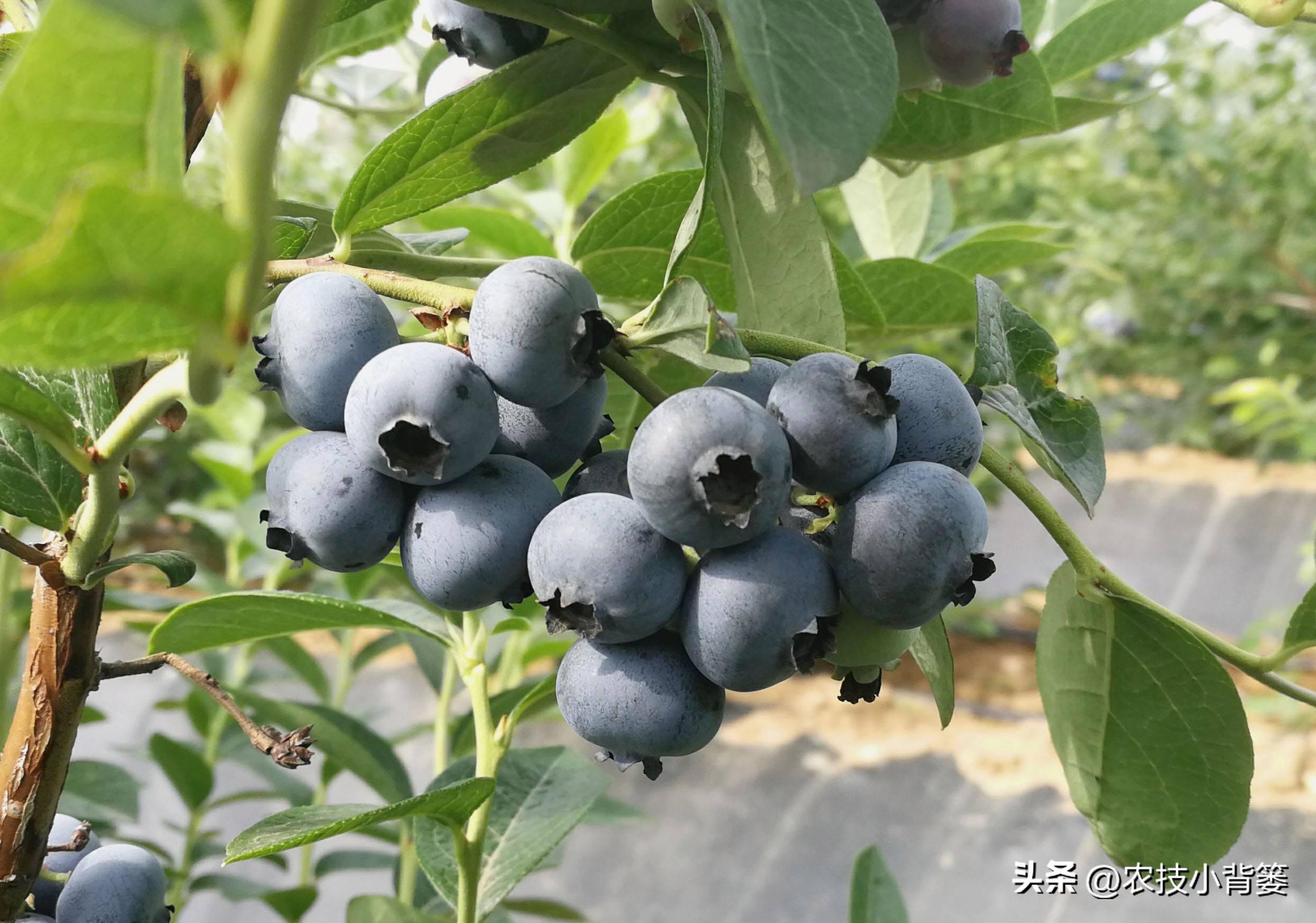 目前最好的蓝莓品种排名（种植蓝莓16个优良品种）-第2张图片