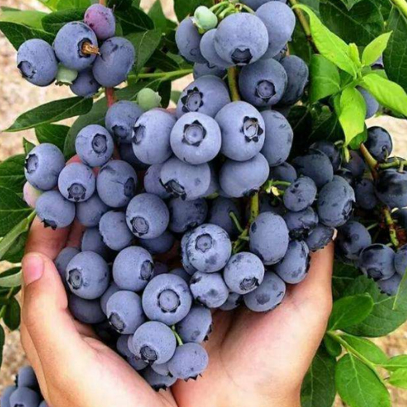 目前最好的蓝莓品种排名（种植蓝莓16个优良品种）-第4张图片
