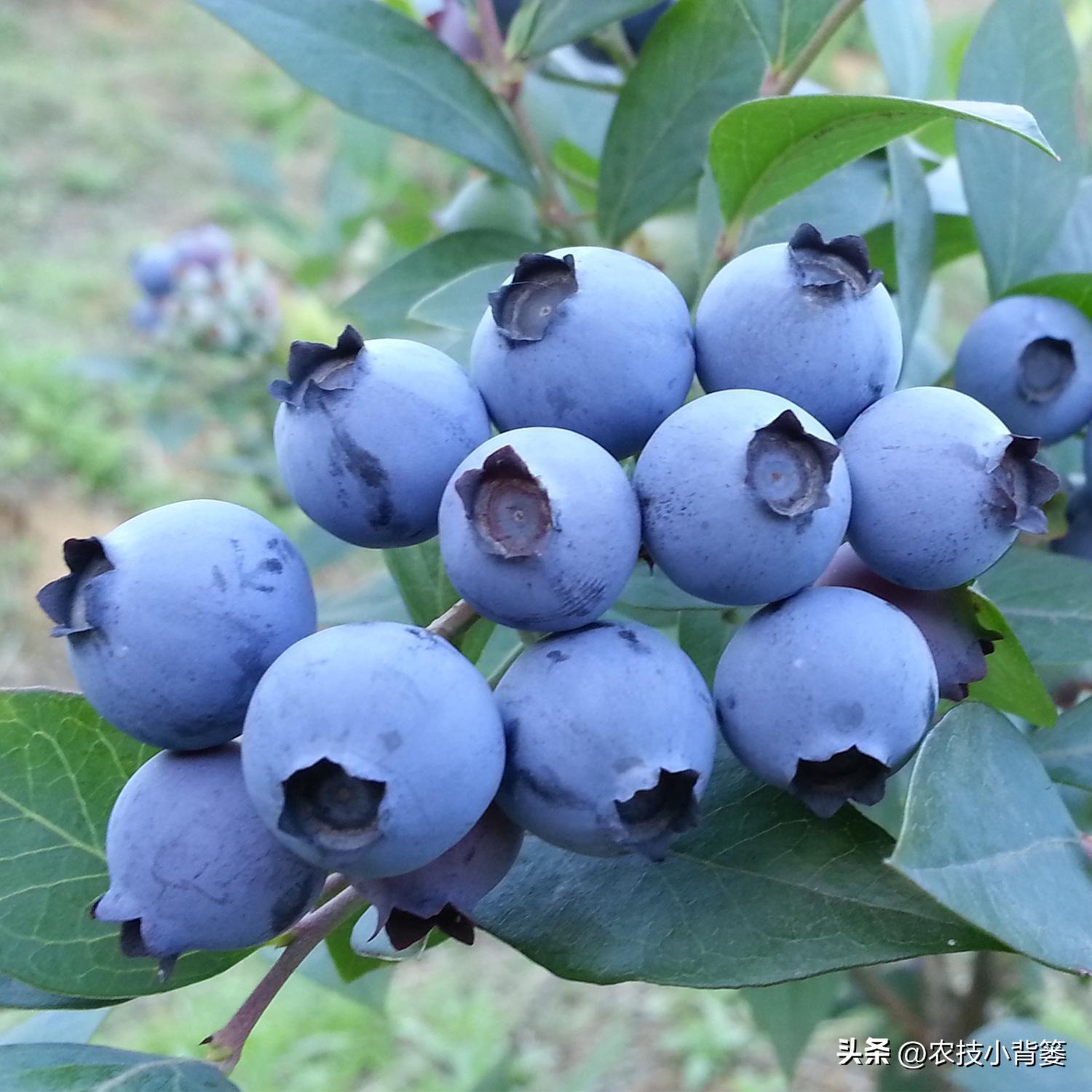 目前最好的蓝莓品种排名（种植蓝莓16个优良品种）-第3张图片