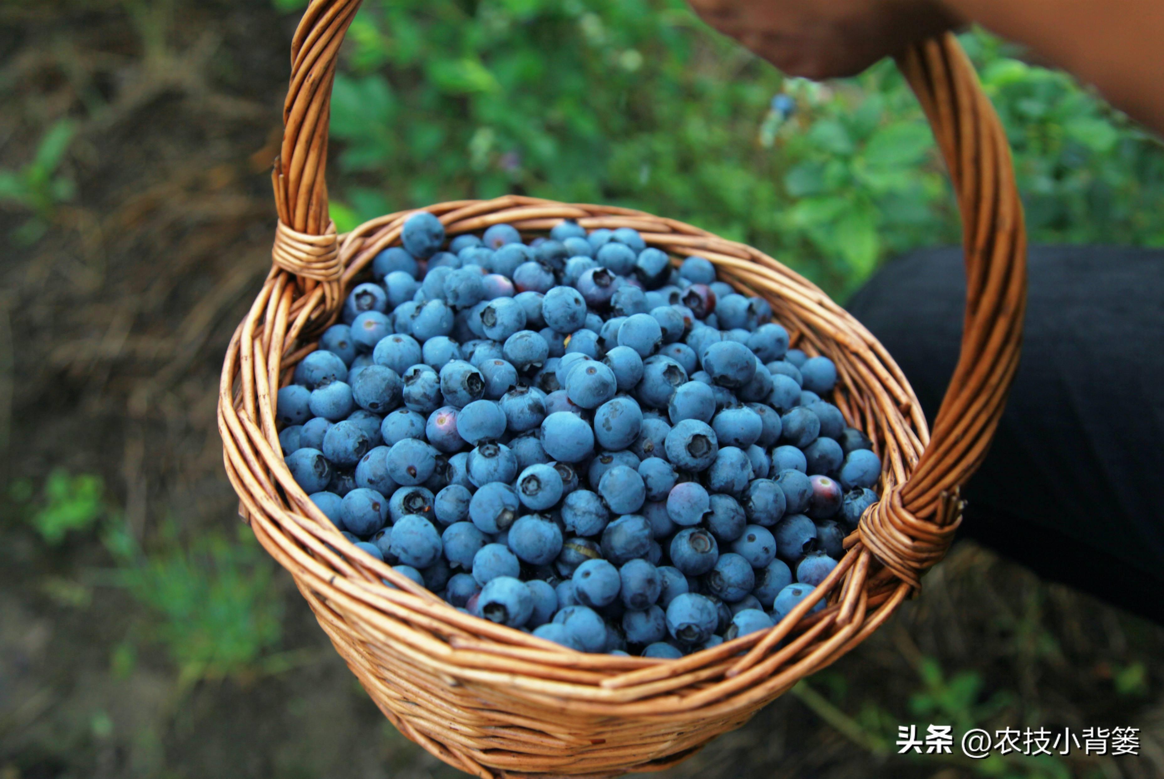 目前最好的蓝莓品种排名（种植蓝莓16个优良品种）-第5张图片