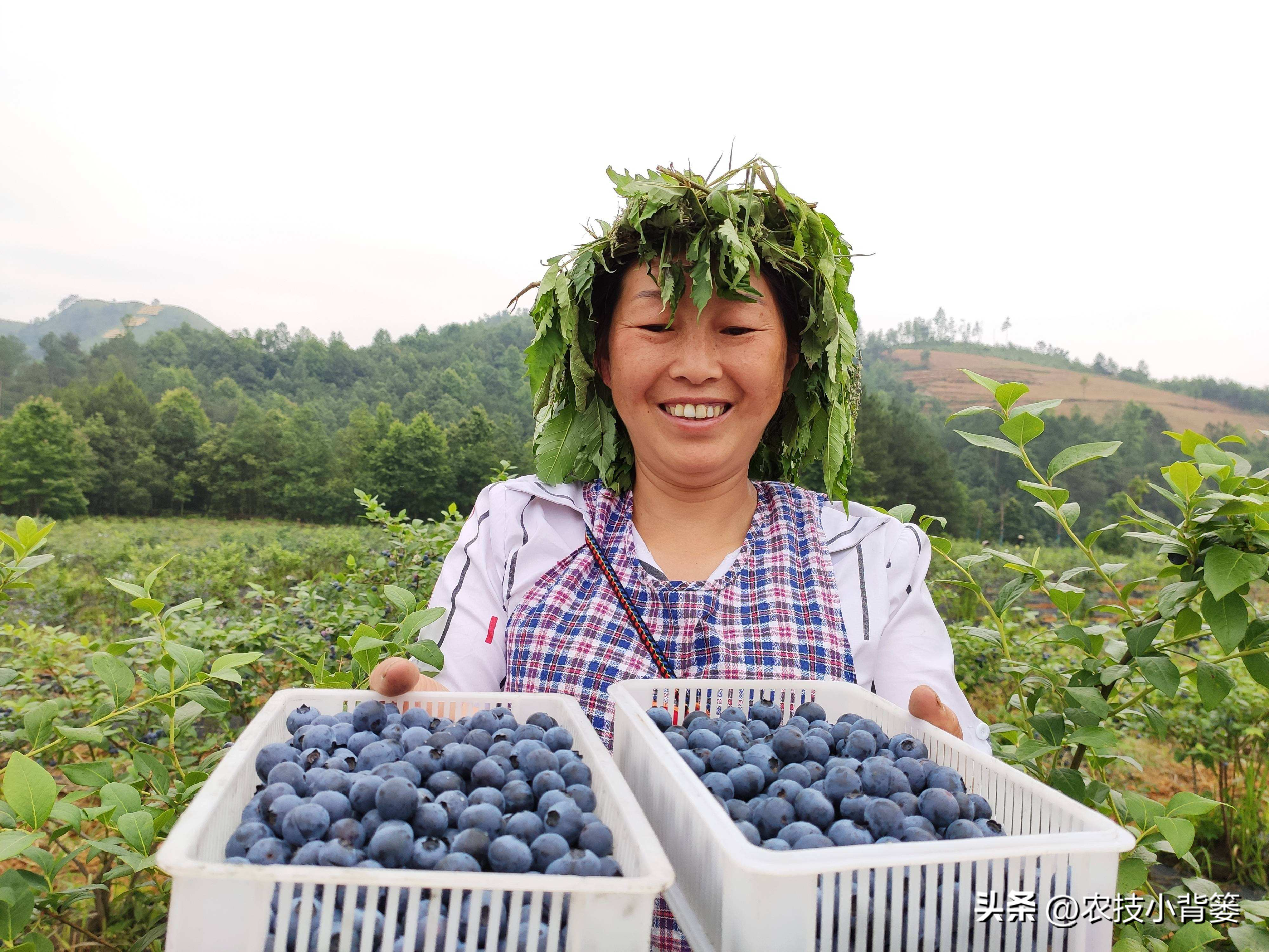 目前最好的蓝莓品种排名（种植蓝莓16个优良品种）-第6张图片