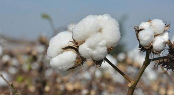 棉花产量最多的国家是哪个（世界棉花产量高的国家）-第1张图片