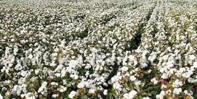 棉花产量最多的国家是哪个（世界棉花产量高的国家）-第2张图片