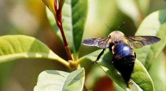世界上最大的蜂类有多大（世界最大的蜂是什么蜂）-第2张图片