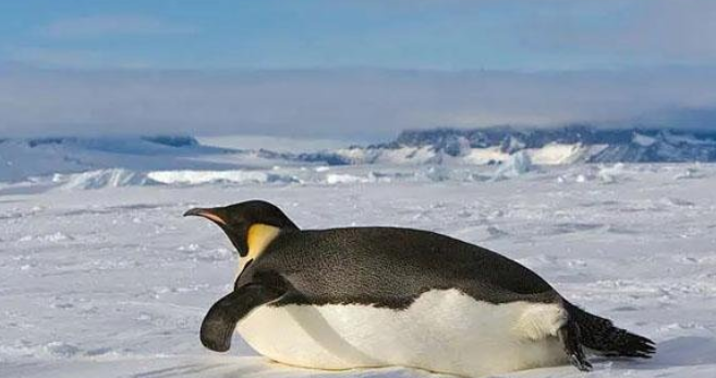 世界上最大的企鹅叫什么名字（企鹅的婚姻制度）-第2张图片