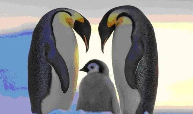 世界上最大的企鹅叫什么名字（企鹅的婚姻制度）-第3张图片