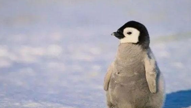 世界上最大的企鹅叫什么名字（企鹅的婚姻制度）-第4张图片
