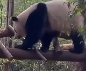 大熊猫和叶因伤暂停营业 粉丝坐不住了表示心疼
