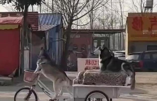 狗狗骑着卖切糕老板的三轮车走了，引网友对狗主应如何赔偿讨论
