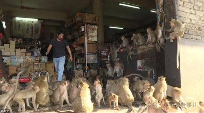 泰国小镇被3500只猴子占据 当地被迫启动绝育计划