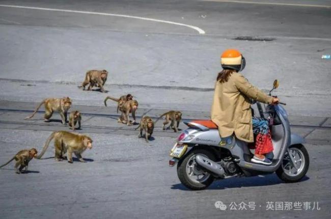 泰国小镇被3500只猴子占据 当地被迫启动绝育计划