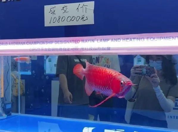 杭州男子一条鱼卖了37万