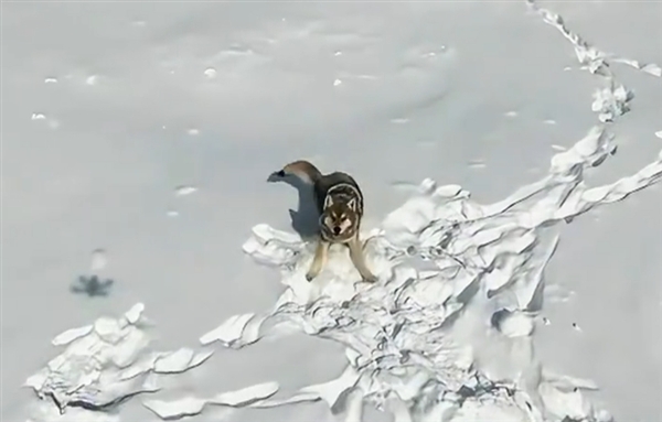 新疆狼群在积雪下硬生生挖出一条路：真团队精神