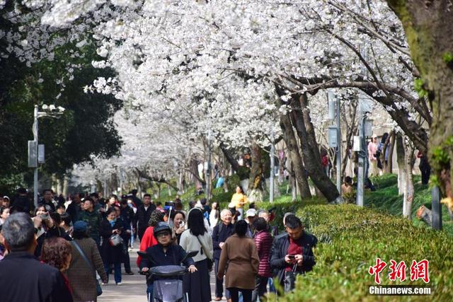 武汉大学樱花即将进入盛花期