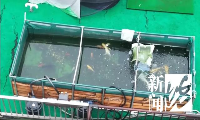 上海通报楼顶巨型鱼缸投诉人被打